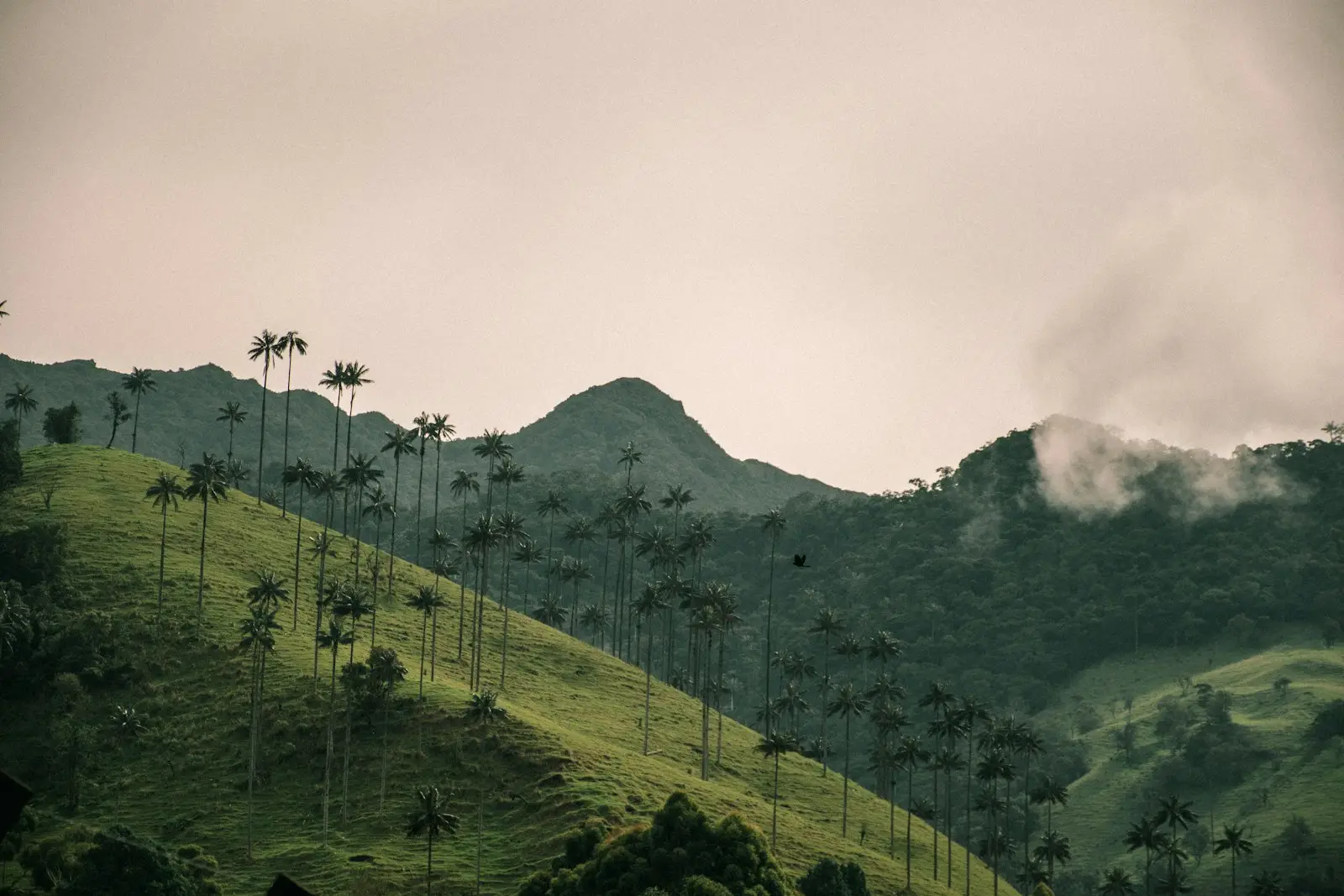 Palme da cera della Valle del Cocora, Quindío — le palme più alte del mondo che emergono dal verde paesaggio cafetero