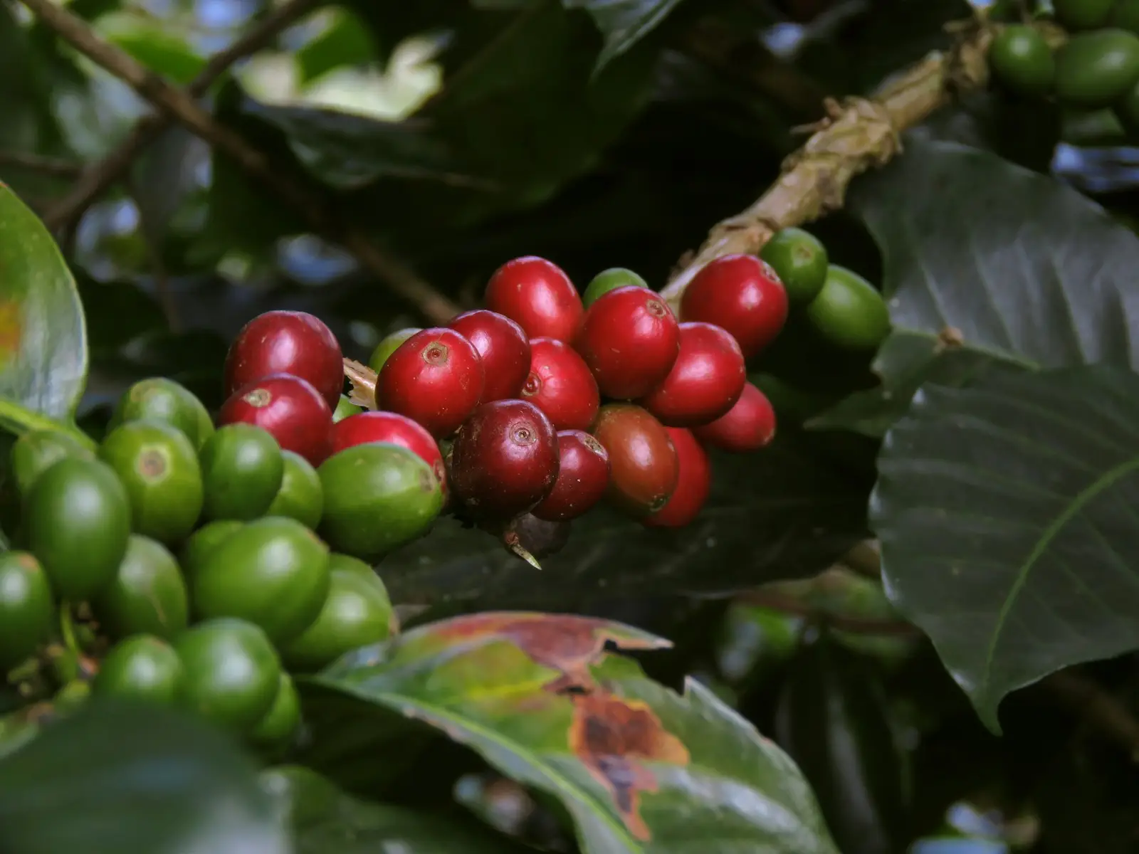 Ciliegie di caffè mature su una pianta della piantagione dell'Eje Cafetero: chicchi rossi e verdi pronti per essere raccolti a mano