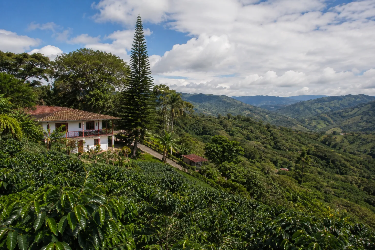 Granos de café de Santander en proceso de secado al sol en una finca cafetera
