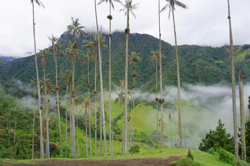 Valle del Cocora